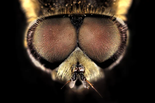 Portrait of Hoverfly on flower — Stock Photo, Image