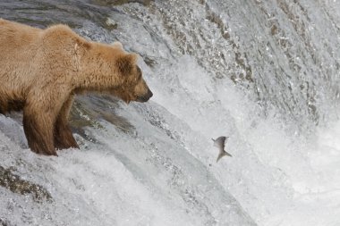 boz ayı ve onun yavrusu arayı katmai milli parkta, alaska somon