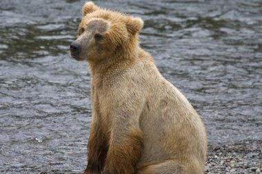 Alaska Katmai Ulusal Parkı 'nda kahverengi ayı yavrusu