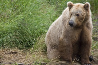 katmai Milli Park Alaska boz ayı.