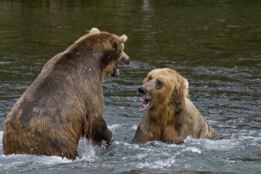 Se_000005034grizzly ayılar Balık tutma bölgesi Katmai Milli Parkı'nda Alaska kavga