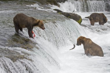 Boz ayılar katmai Milli Parkı Alaska'da balıkçılık