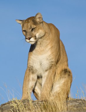 A Mountain Lion Sits on the Top of the Mountain clipart