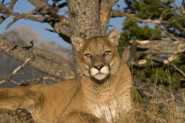 A Cougar Sits Under a Tree For a Rest clipart