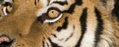 A Siberian Tiger Close Up (Panoramic) clipart
