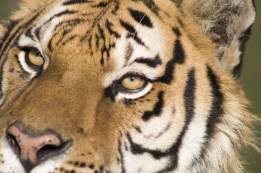 A Siberian Tiger Close Up