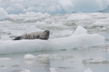 tracy, bir icberg üzerinde liman seal kol alaska