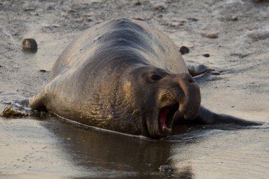 Male Elephant Seal on Piedras Blancas Beach in San Simeon, California clipart