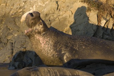 Male Elephant Seal on Piedras Blancas Beach in San Simeon clipart