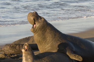 Elephant Seals mating on Piedras Blancas Beach in San Simeon clipart