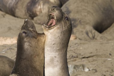 Elephant Seals play fighting on Piedras Blancas Beach in San Simeon clipart