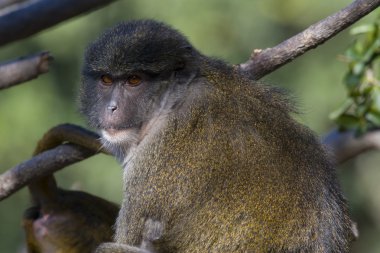 ağaçta yiyecek arama allen'ın swamp monkey (dişi)