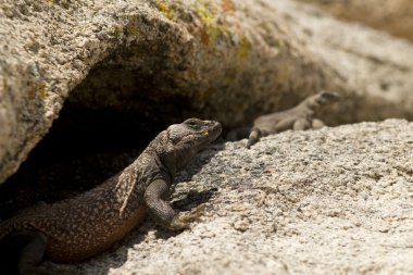 bir erkek ortak bukalemun joshua tree national park içinde güneşin tadını çıkarma