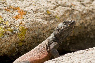 onun territrory joshua tree national Park savunan bir erkek ortak bukalemun