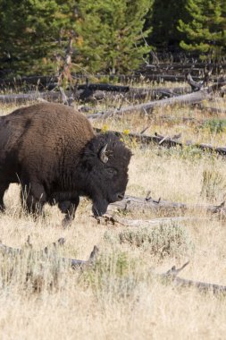 Yelowstone milli parkta çekilen Amerikan bizonu portre