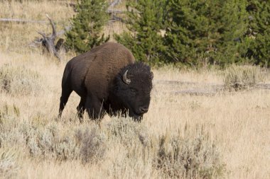 Bisonte americano en marcha en el Parque Nacional yelowstone