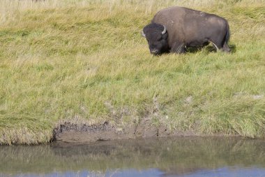 Amerikan bizonu meadows Yellowstone Milli Parkı (sepya otlatma)