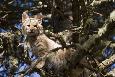 Young Bobcat kitten stays put in a tree clipart