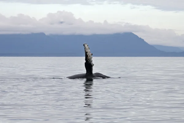 Горбатый кит показывает плавник в точке Адольфа — стоковое фото