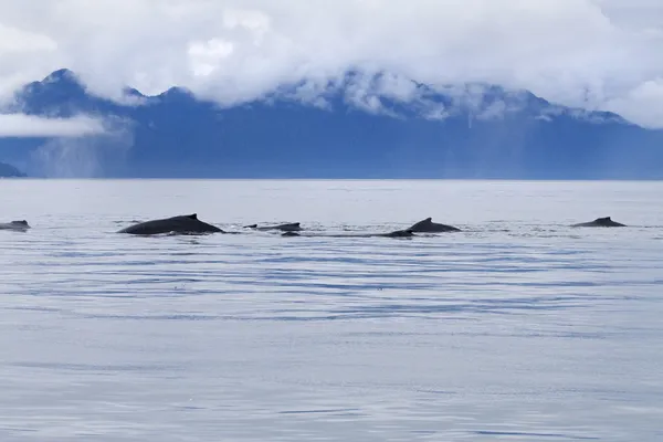 驼背鲸 pod 喂养的冰冷海峡附近点阿道弗斯 — 图库照片