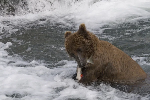 Медвежонок гризли со своим ловом лосося в национальном парке Катмай на Аляске — стоковое фото