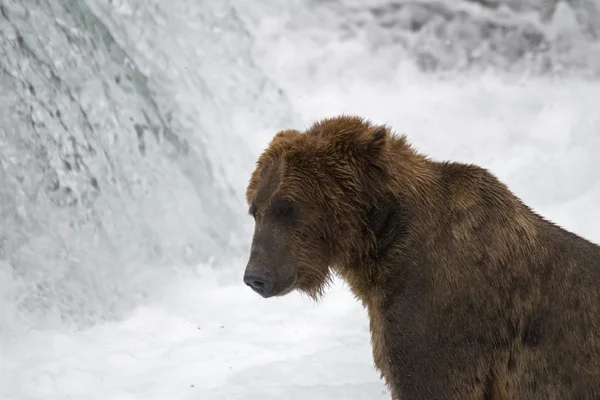 Pesca dell'orso bruno nel parco nazionale del Katmai in Alaska — Foto Stock