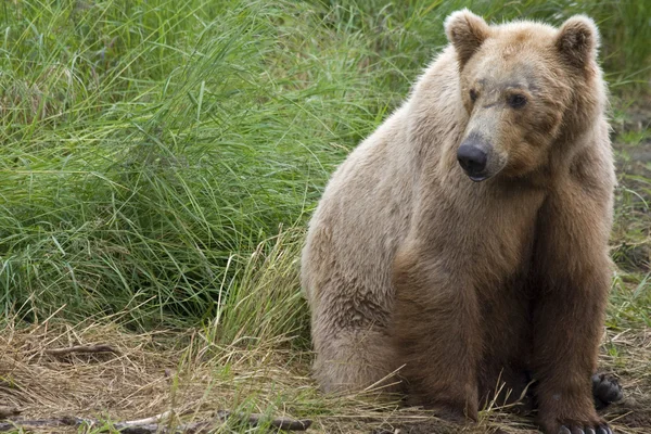 Urso marrom no Parque Nacional Katmai no Alasca . — Fotografia de Stock