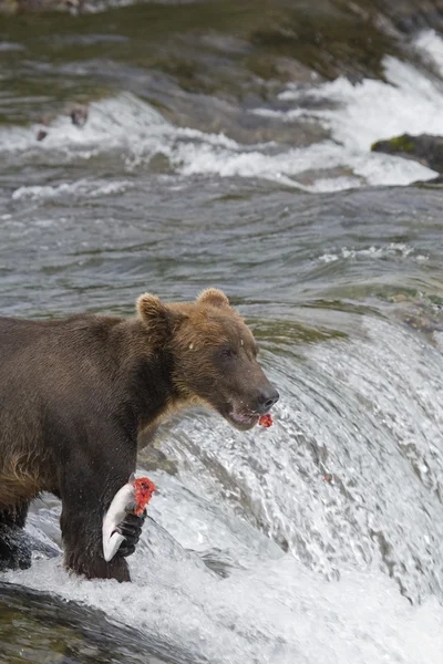 Oso marrón con una fresca captura de salmón en el Parque Nacional Katmai en Alaska — Foto de Stock