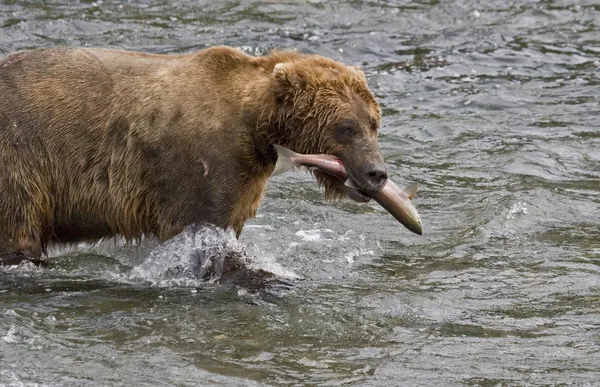 用新鲜的鲑鱼在阿拉斯加卡特迈国家公园的棕熊 — 图库照片