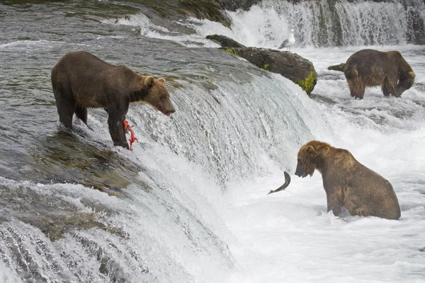 Medvědi grizzly rybolov v národním parku katmai na Aljašce — Stock fotografie