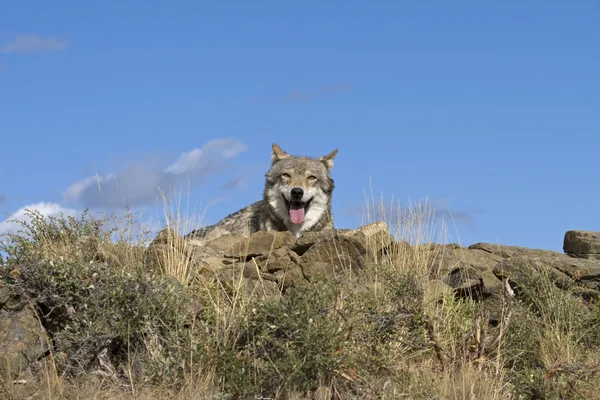 Серый Волк лежит на вершине скалистого холма, чтобы получить лучший вид — стоковое фото