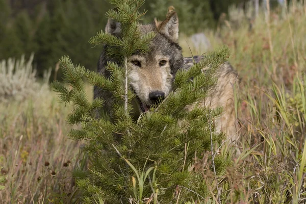 Close-up van een wolf in de bossen — Stockfoto