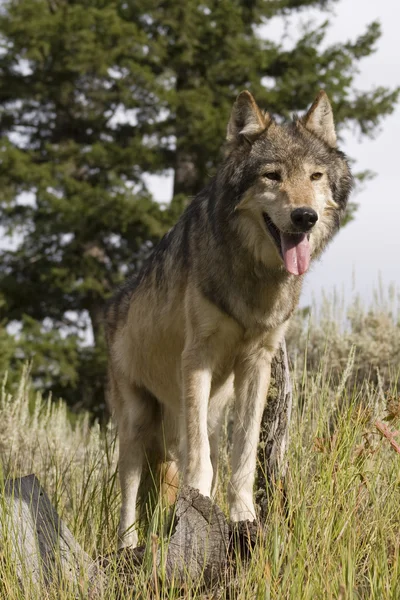 Um lobo cinzento americano faz uma pausa para esperar pelo resto da sua matilha — Fotografia de Stock