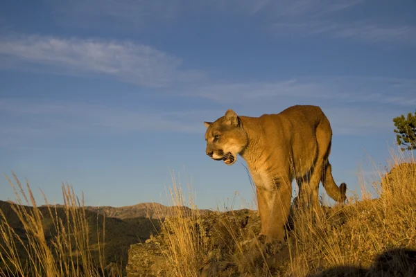 Um Cougar à procura de presas no topo de uma montanha nas Montanhas Rochosas — Fotografia de Stock