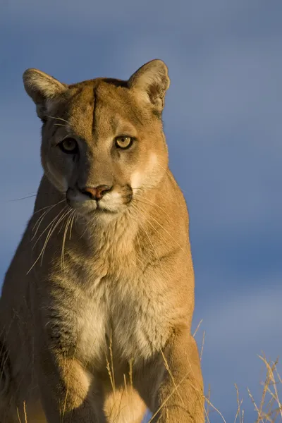 Close up Expression of a Mountain Lion — Stock Photo, Image
