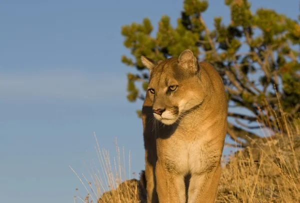 A Cougar at the top of the world in the Rockies — Stock Photo, Image