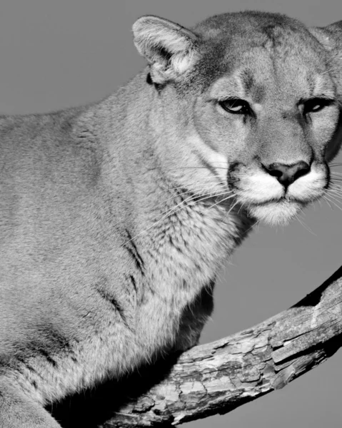 A cougar sitting in a tree (black & white) — Stock Photo, Image