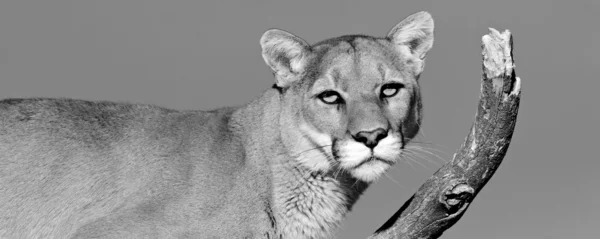 Un puma se sienta en un árbol para tener un mejor aspecto (blanco y negro ) —  Fotos de Stock