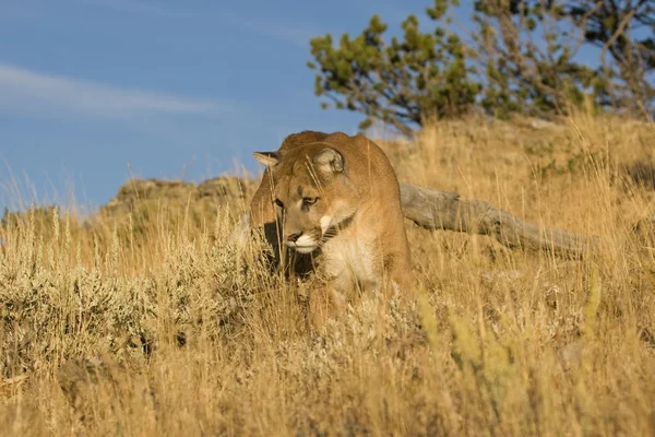 Bu cougar'ın dikkatimi bir şey çekiyor — Stok fotoğraf