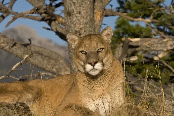 Puma siedzi pod drzewem na odpoczynek — Zdjęcie stockowe