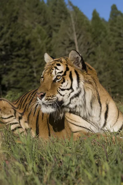 Una tigre siberiana Close Up & Personal — Foto Stock