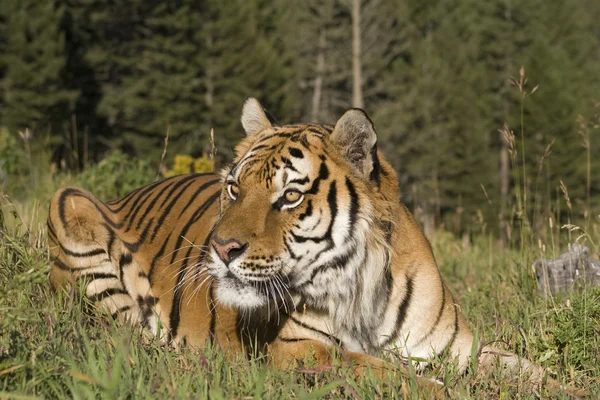 A Siberian Tiger Close Up & Personal — Stock Photo, Image