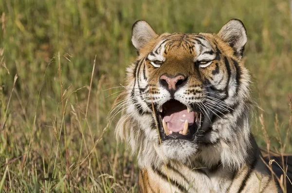 Una tigre siberiana Primo piano dell'occhio — Foto Stock