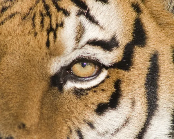 A Siberian Tiger Close Up of the Eye — Stock Photo, Image