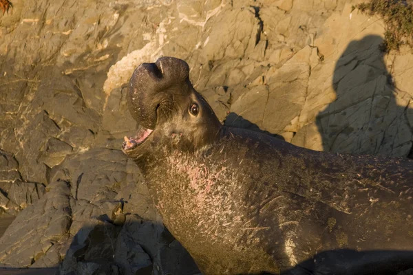 Elefante macho en la playa de Piedras Blancas en San Simeón —  Fotos de Stock