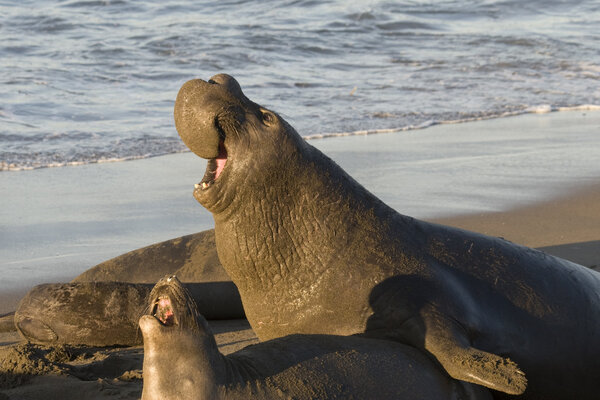 Elephant Seals mating on Piedras Blancas Beach in San Simeon