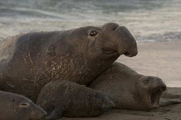 Manliga sjöelefant försöker para sig med kvinna på piedras blancas strand i san simeon — Stockfoto