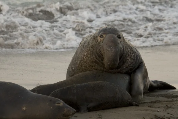 Elefante macho intentando aparearse con hembra en la playa de Piedras Blancas en San Simeón — Foto de Stock