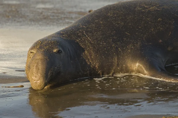 Elefante macho en el agua en la playa de Piedras Blancas en San Simeón —  Fotos de Stock