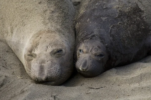 Elefante hembra con su cachorro en la playa de Piedras Blancas en San Simeón —  Fotos de Stock